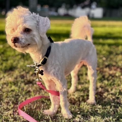 Bodhi, a ADOPTABLE mixed breed in Los Angeles, CA image 5/6
