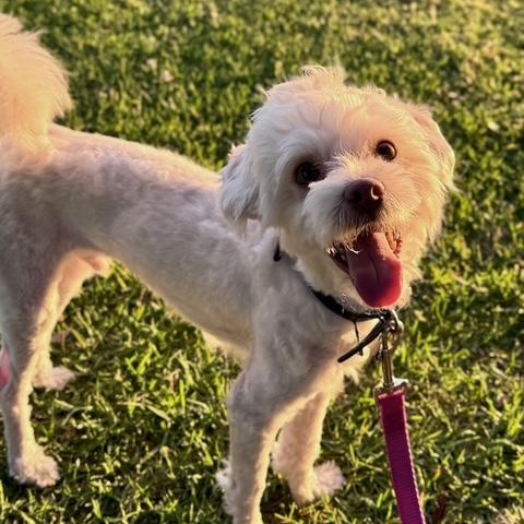 Bodhi, a ADOPTABLE mixed breed in Los Angeles, CA image 4/6