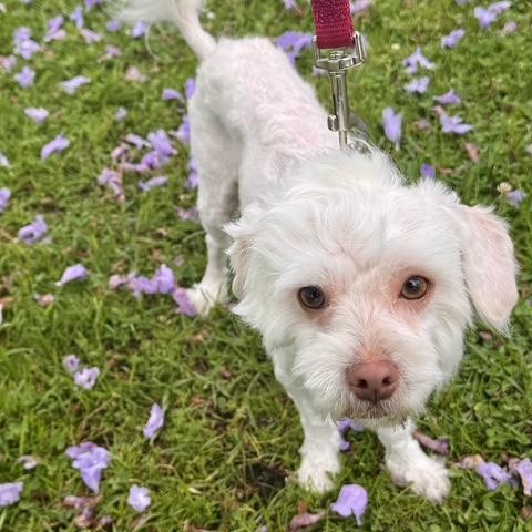 Bodhi, a ADOPTABLE mixed breed in Los Angeles, CA image 2/6