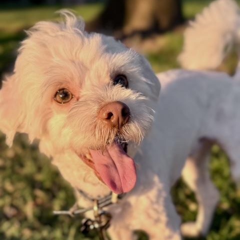 Bodhi, a ADOPTABLE mixed breed in Los Angeles, CA image 6/6