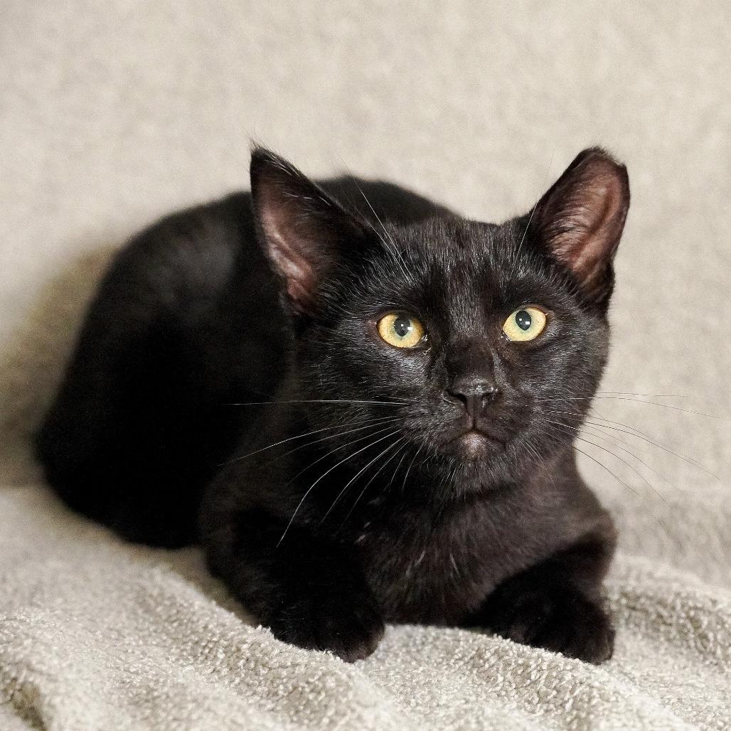 Lawrence, Adoptable, Kitten Male Domestic Short Hair.