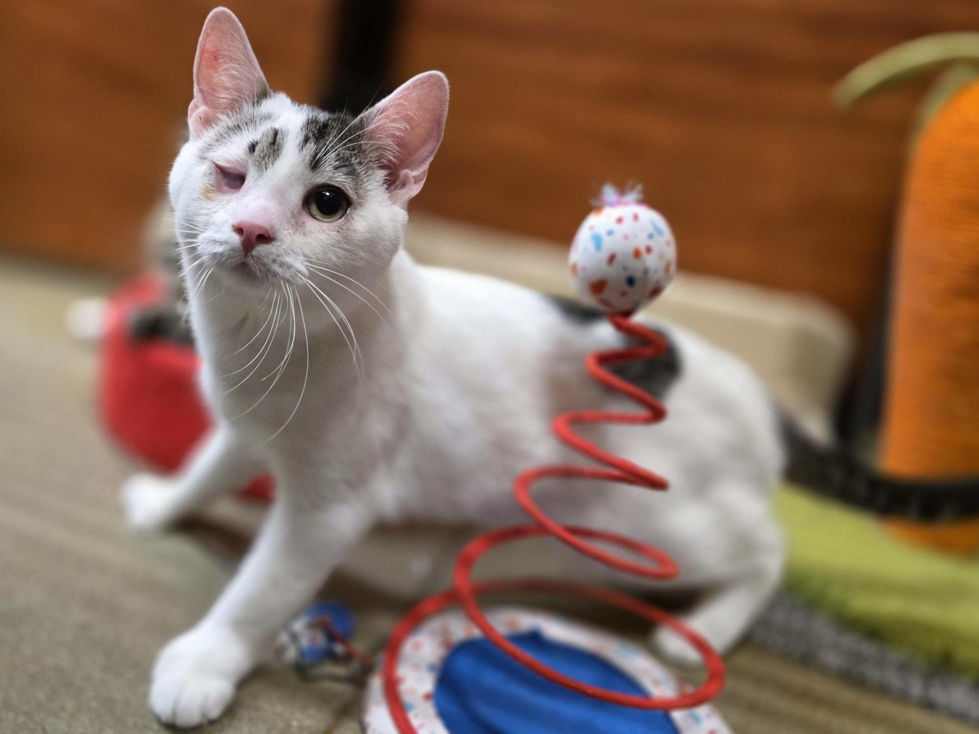 Auggie-One Eye, All Heart! Schedule Meet and Greet @North Bergen PetSmart!, Adoptable, Young Male Domestic Short Hair.