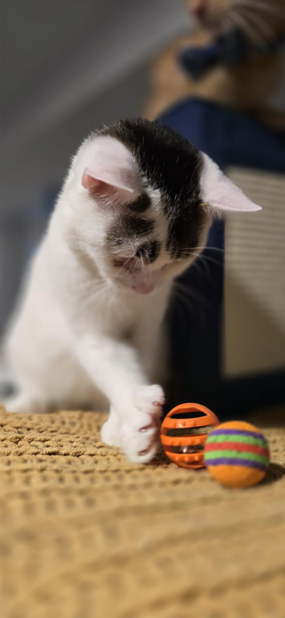 Enlarge Auggie-One Eye, All Heart! Schedule Meet and Greet @North Bergen PetSmart!, a Adoptable Domestic Short Hair in North Bergen, NJ image 4/6