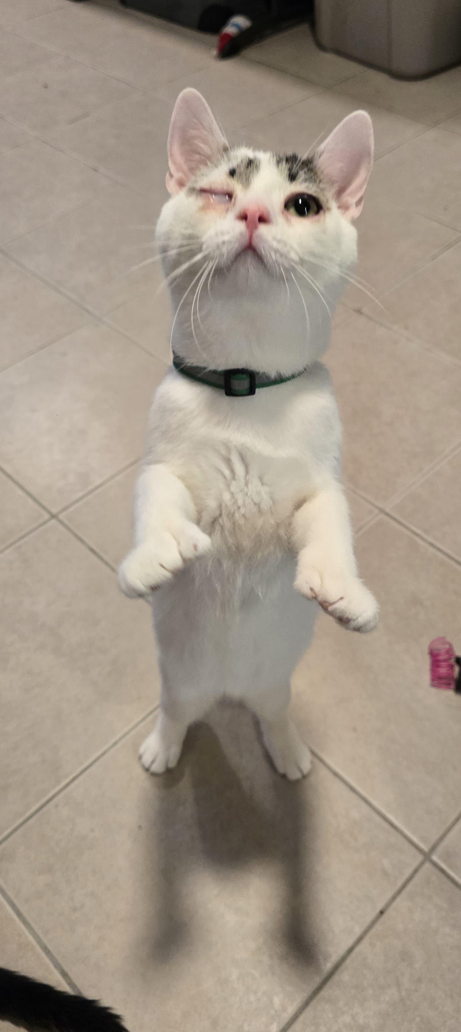 Enlarge Auggie-One Eye, All Heart! Schedule Meet and Greet @North Bergen PetSmart!, a Adoptable Domestic Short Hair in North Bergen, NJ image 2/6