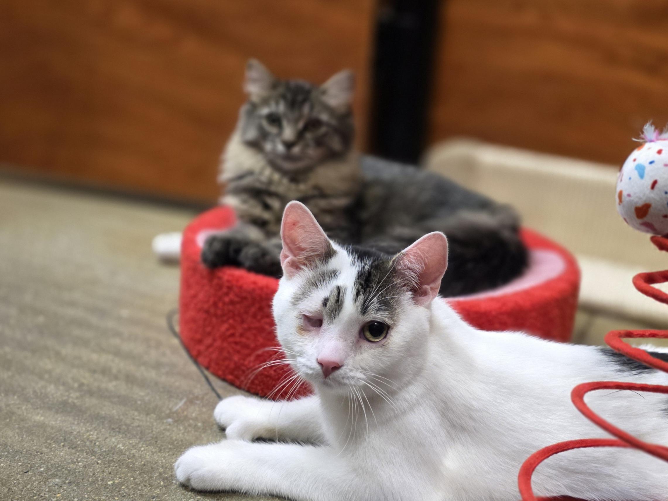 Enlarge Auggie-One Eye, All Heart! Schedule Meet and Greet @North Bergen PetSmart!, a Adoptable Domestic Short Hair in North Bergen, NJ image 5/6