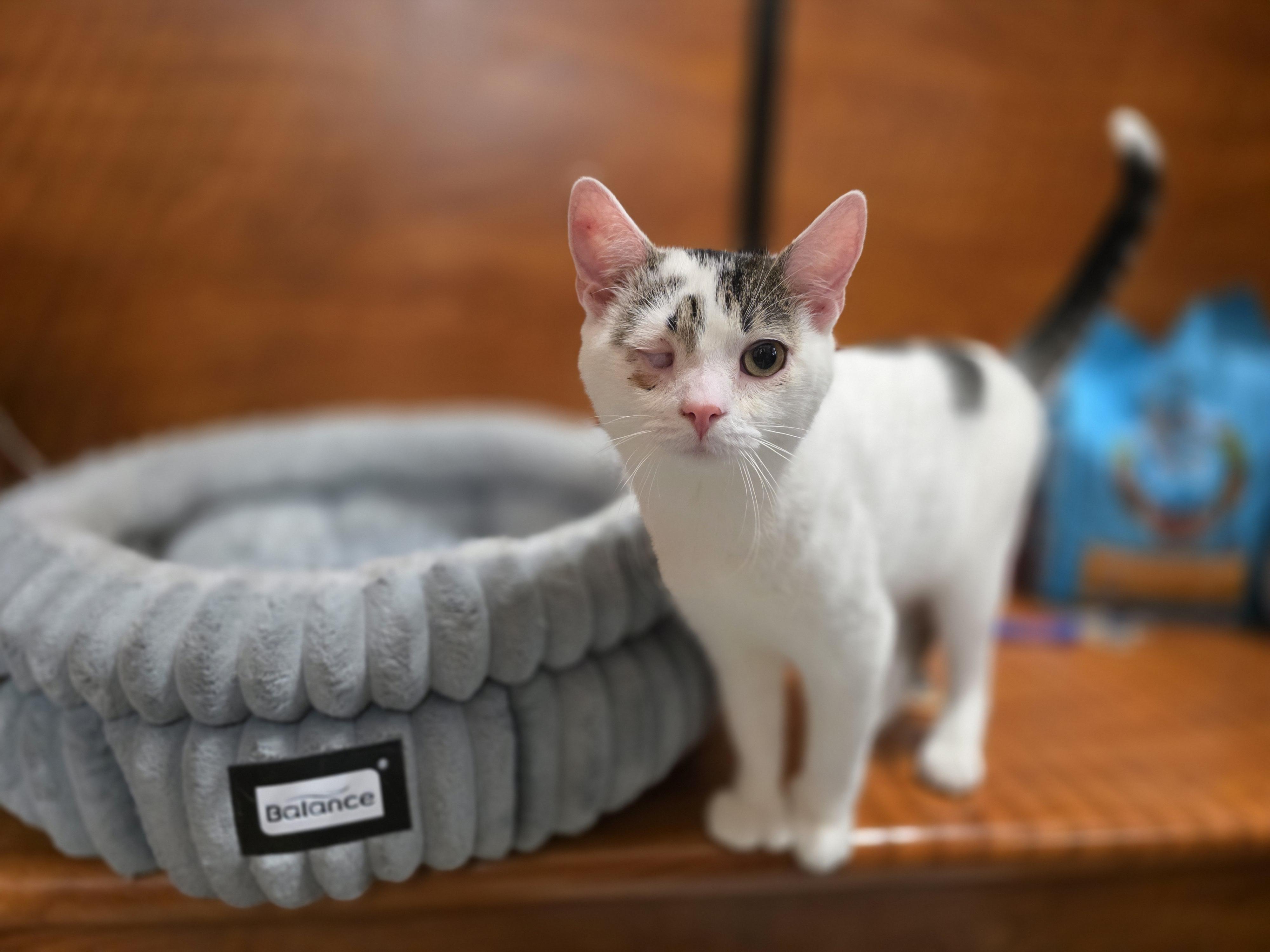 Enlarge Auggie-One Eye, All Heart! Schedule Meet and Greet @North Bergen PetSmart!, a Adoptable Domestic Short Hair in North Bergen, NJ image 3/6