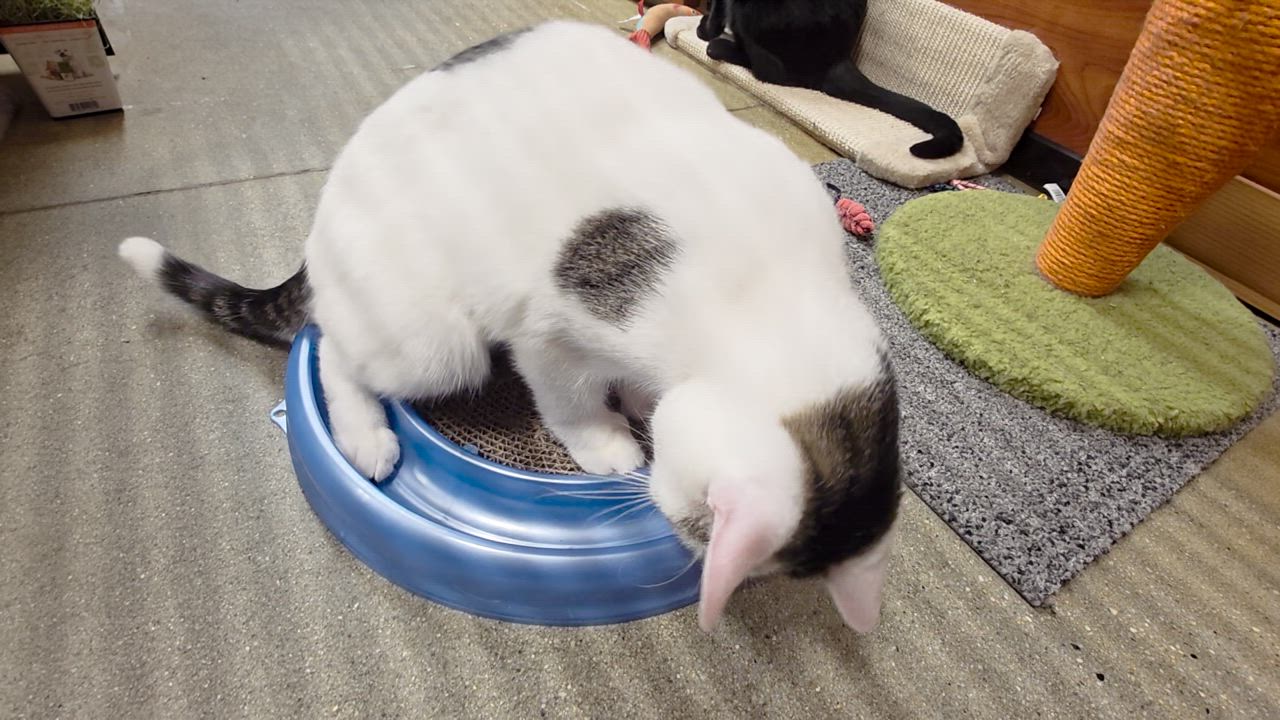 Enlarge Auggie-One Eye, All Heart! Schedule Meet and Greet @North Bergen PetSmart!, a Adoptable Domestic Short Hair in North Bergen, NJ video 6/6