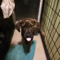 Bruno, Adoptable, Puppy Male Mixed Breed.