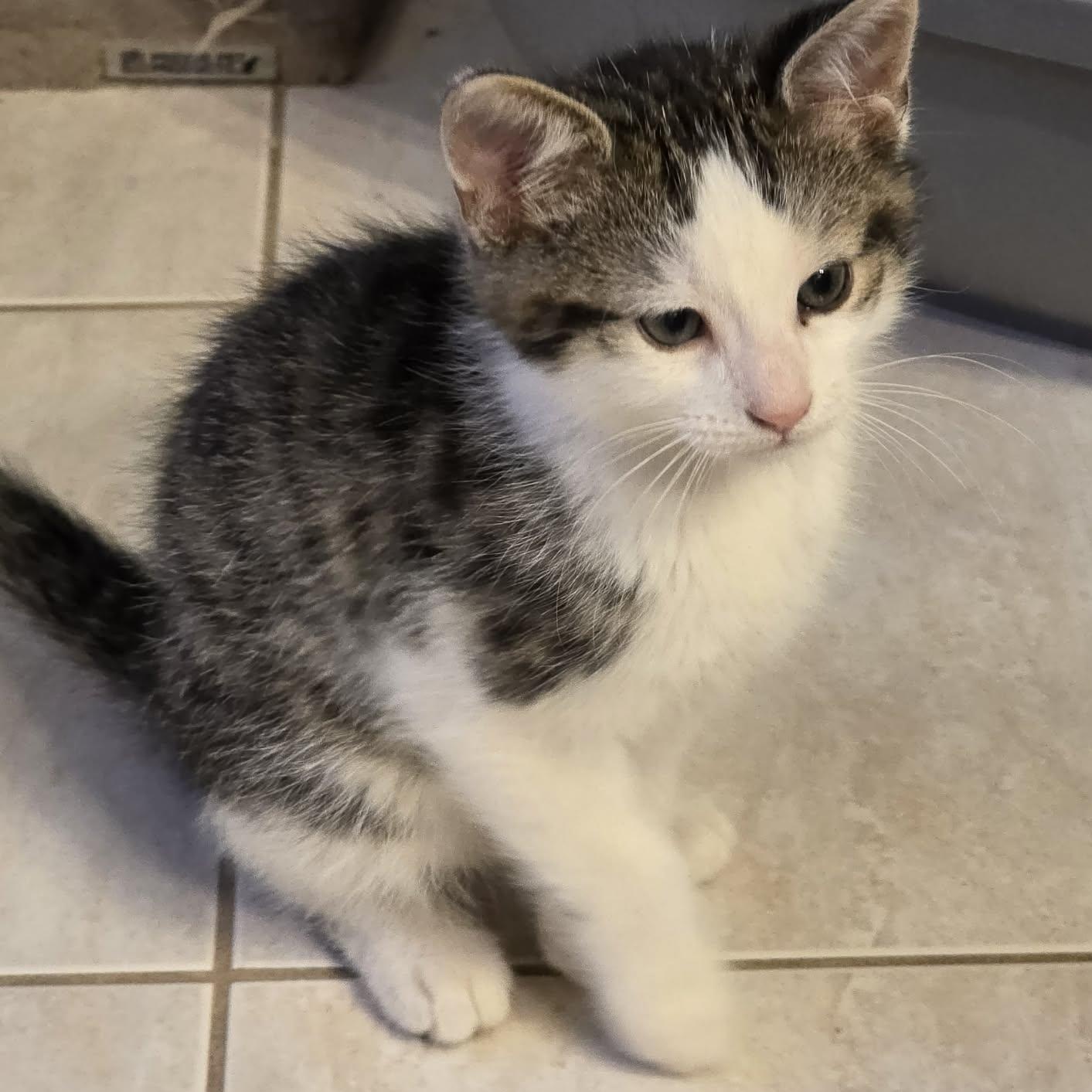 Enlarge Hiroshi - Loving & Playful!, a hold Domestic Short Hair in Hamilton, ON image 3/4