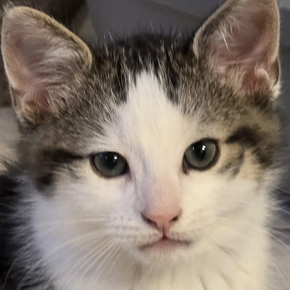 Enlarge Hiroshi - Loving & Playful!, a hold Domestic Short Hair in Hamilton, ON image 1/4