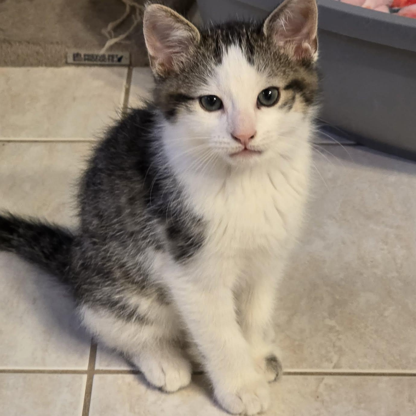 Enlarge Hiroshi - Loving & Playful!, a hold Domestic Short Hair in Hamilton, ON image 2/4