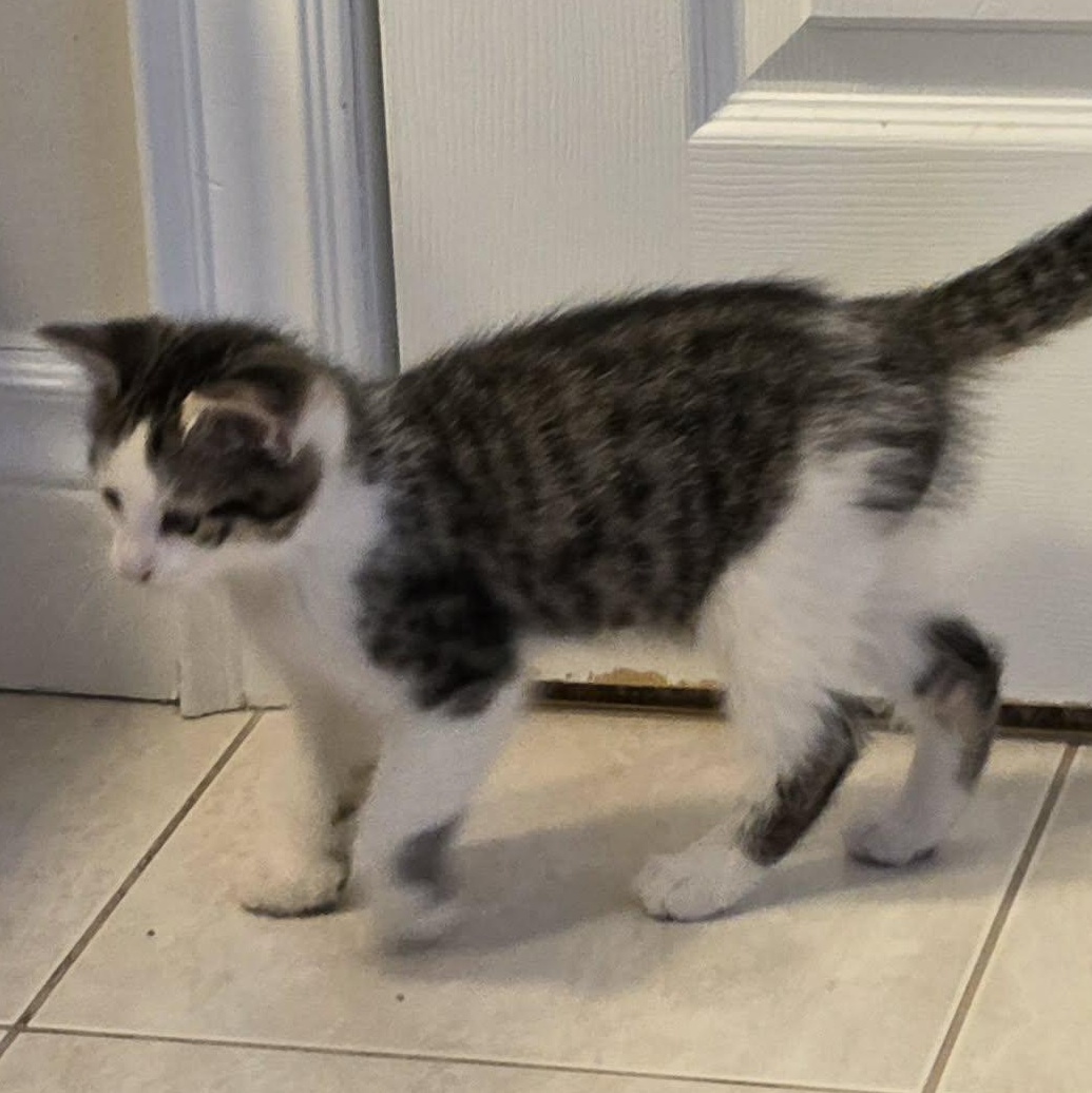 Enlarge Hiroshi - Loving & Playful!, a hold Domestic Short Hair in Hamilton, ON image 4/4