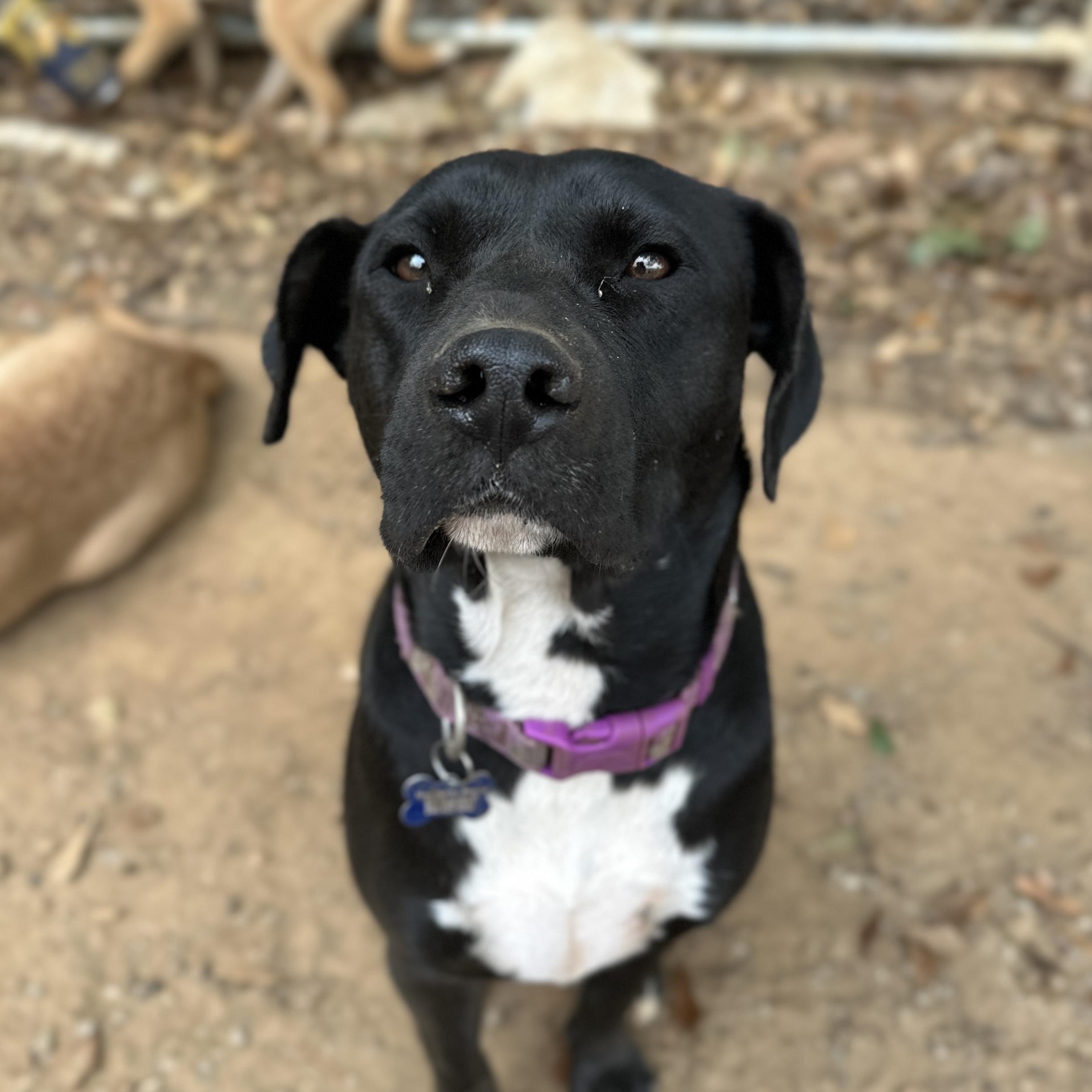 Scooper — thumbnail 3