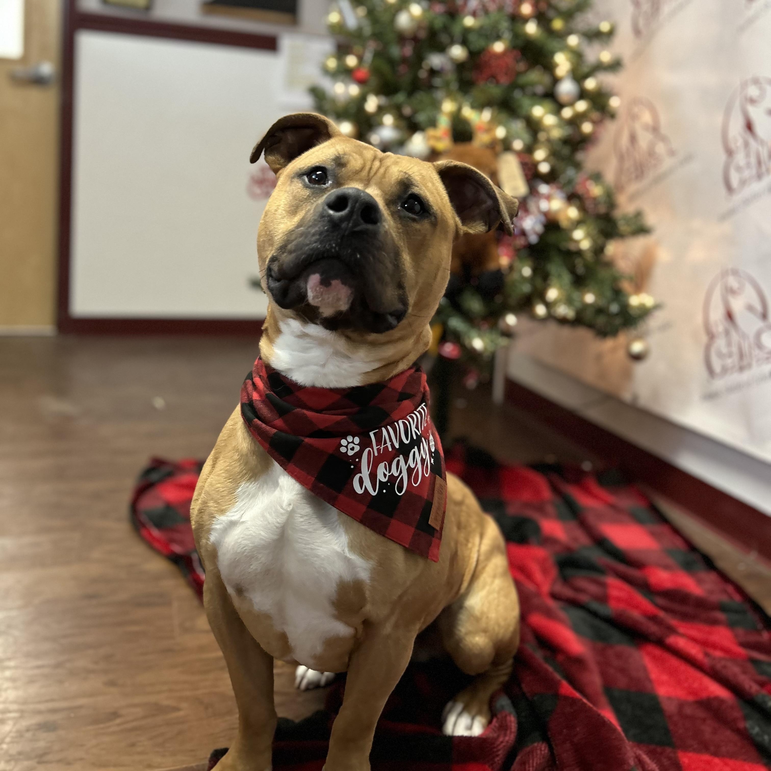 Enlarge Hunk, a Adoptable mixed breed in Howes Cave, NY image 1/4