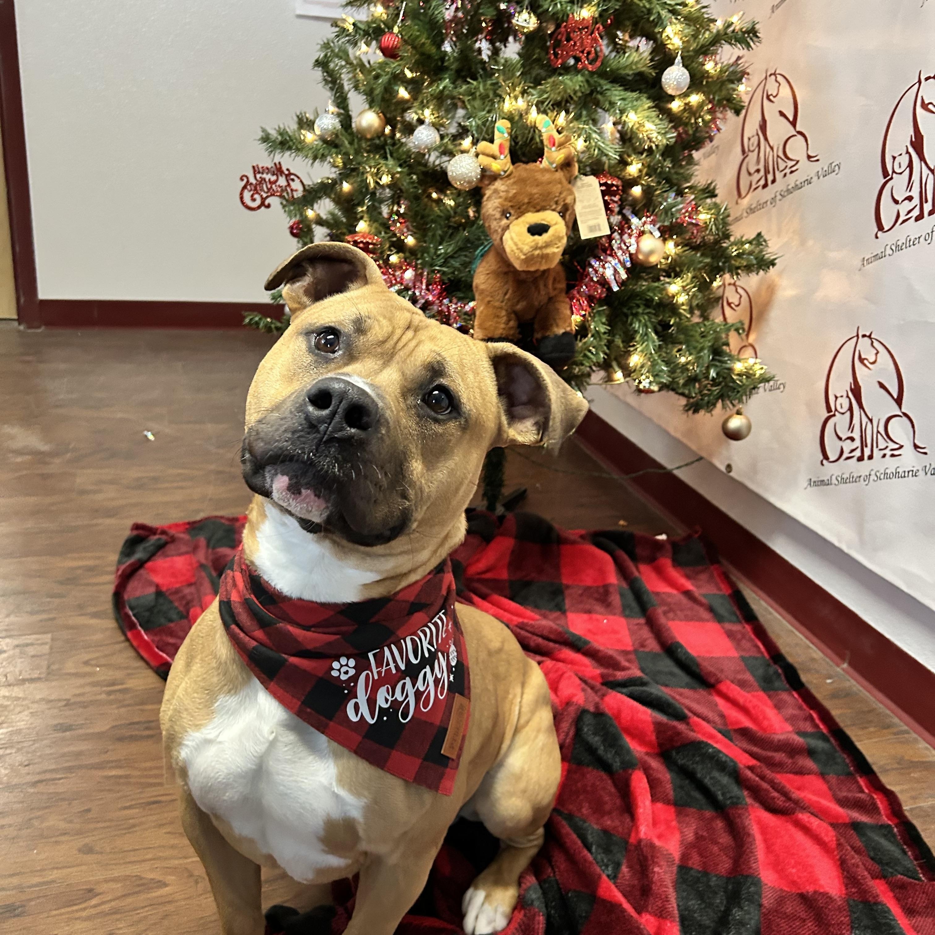 Enlarge Hunk, a Adoptable mixed breed in Howes Cave, NY image 3/4