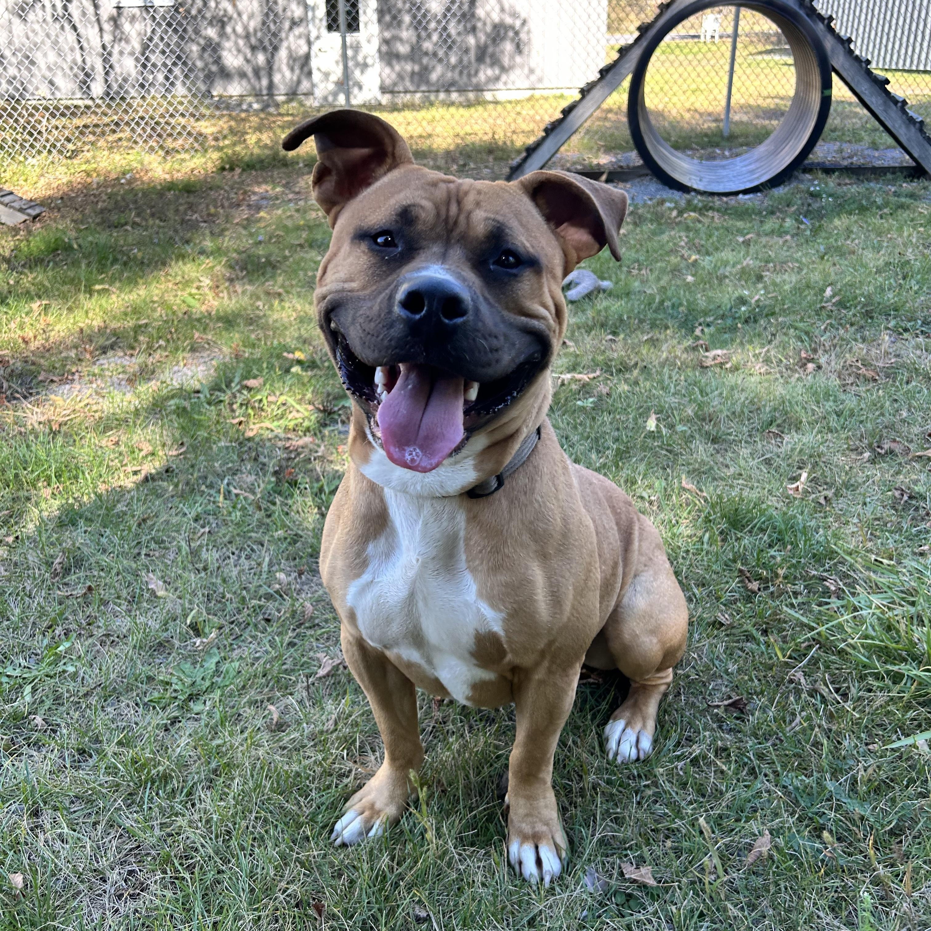 Enlarge Hunk, a Adoptable mixed breed in Howes Cave, NY image 2/4