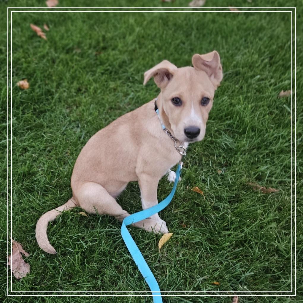 Enlarge Amy, a Adoptable mixed breed in Monroe, MI image 1/1