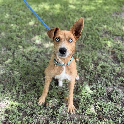 Enlarge Mr. Fox, a Adoptable mixed breed in Carencro, LA image 1/5