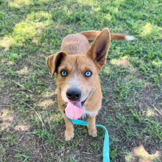 Enlarge Mr. Fox, a Adoptable mixed breed in Carencro, LA image 2/5