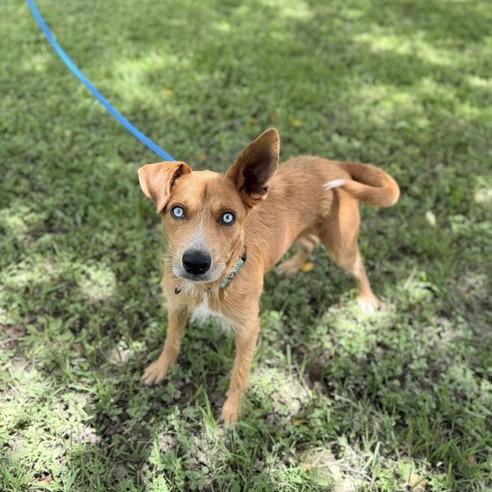 Enlarge Mr. Fox, a Adoptable mixed breed in Carencro, LA image 3/5