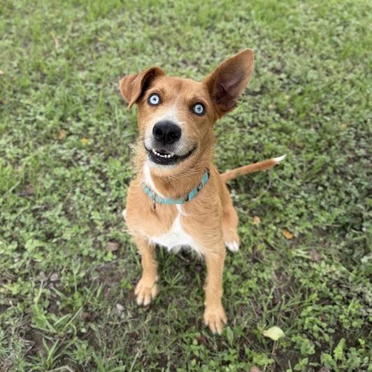 Enlarge Mr. Fox, a Adoptable mixed breed in Carencro, LA image 4/5