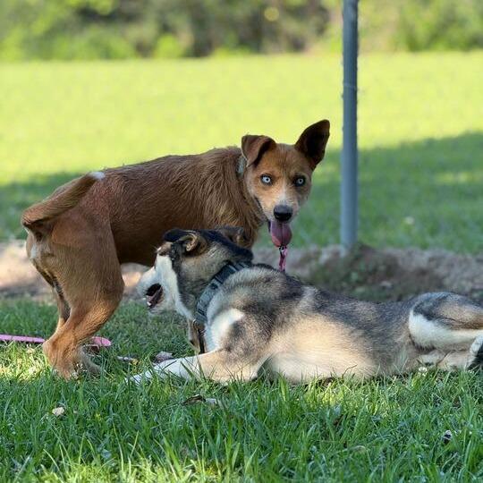 Enlarge Mr. Fox, a Adoptable mixed breed in Carencro, LA image 5/5