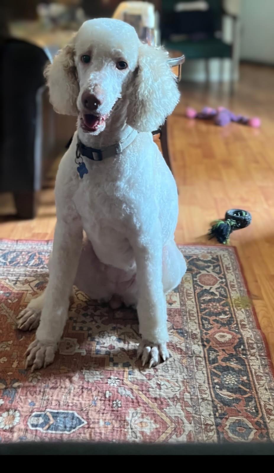 Hope, Adoptable, Adult Female Poodle.