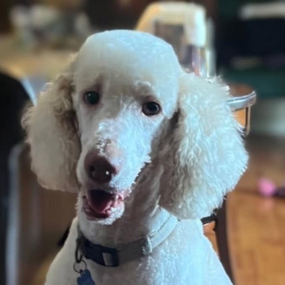 Hope, Adoptable, Adult Female Poodle.