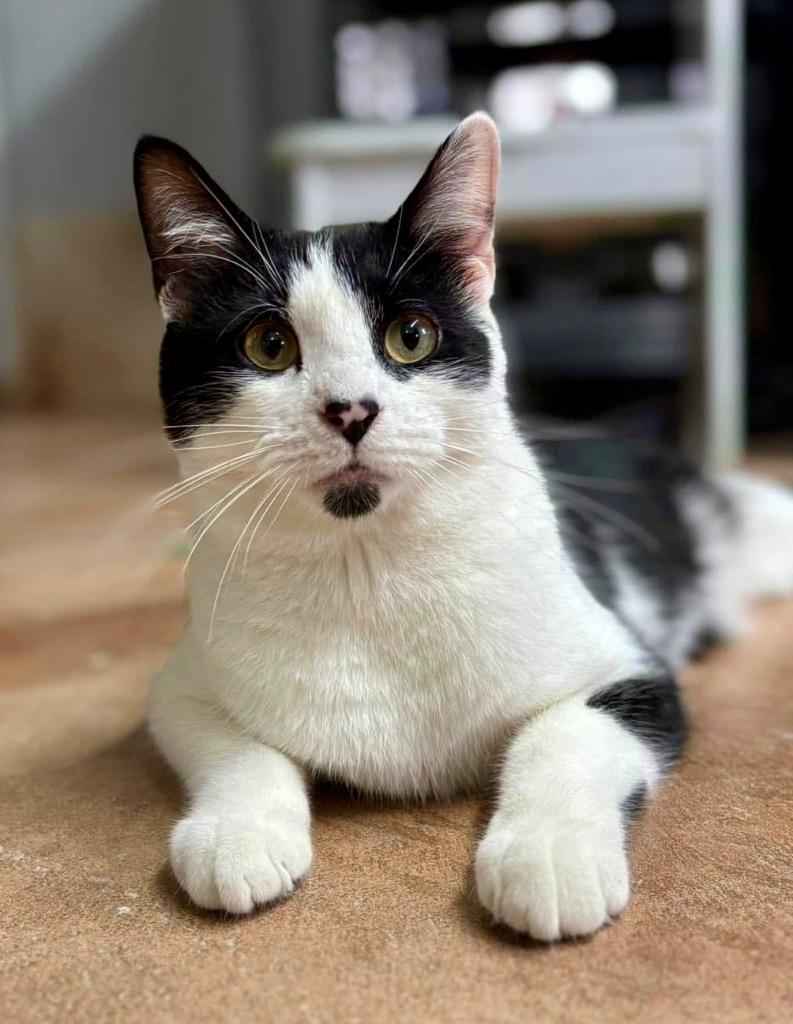 Mikey, Adoptable, Young Male Domestic Short Hair.