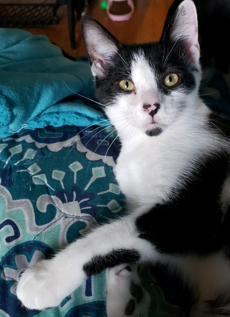 Enlarge Mikey, a Adoptable mixed breed in Hampton, VA image 2/2