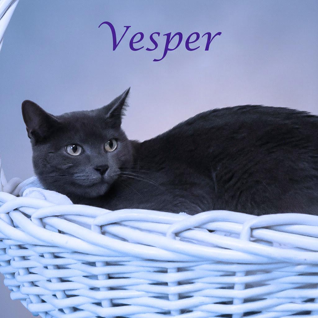 Vesper C25-360, Adoptable, Adult Female Domestic Short Hair.