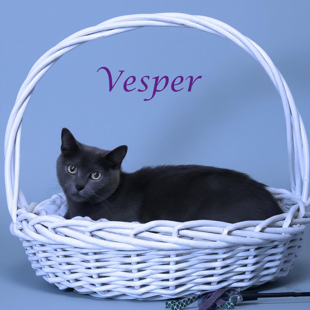 Enlarge Vesper C25-360, a Adoptable Domestic Short Hair in Lebanon, TN image 2/2