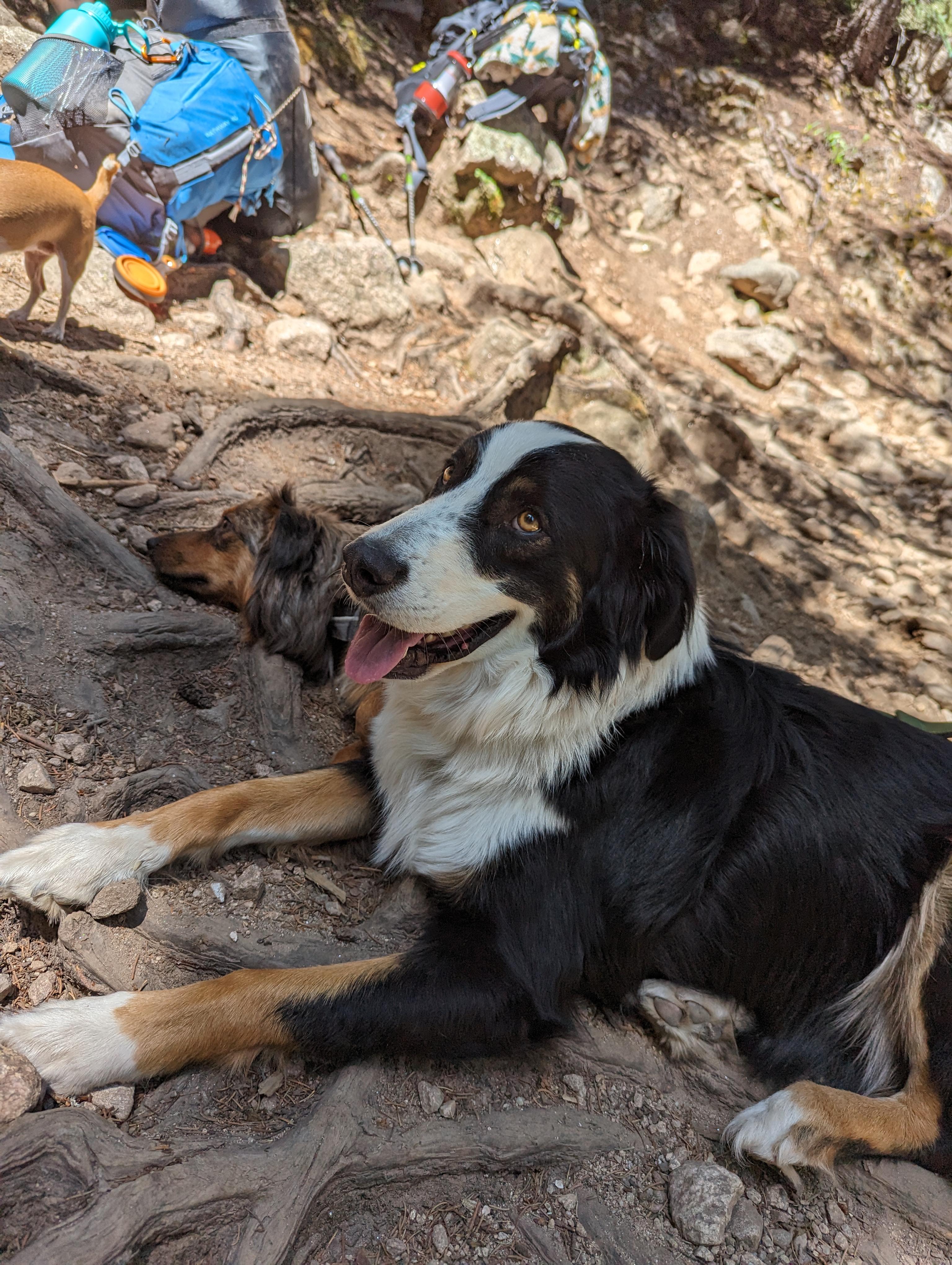 **DEXTER *Please read bio below, a Adoptable mixed breed in Peralta, NM image 1/5