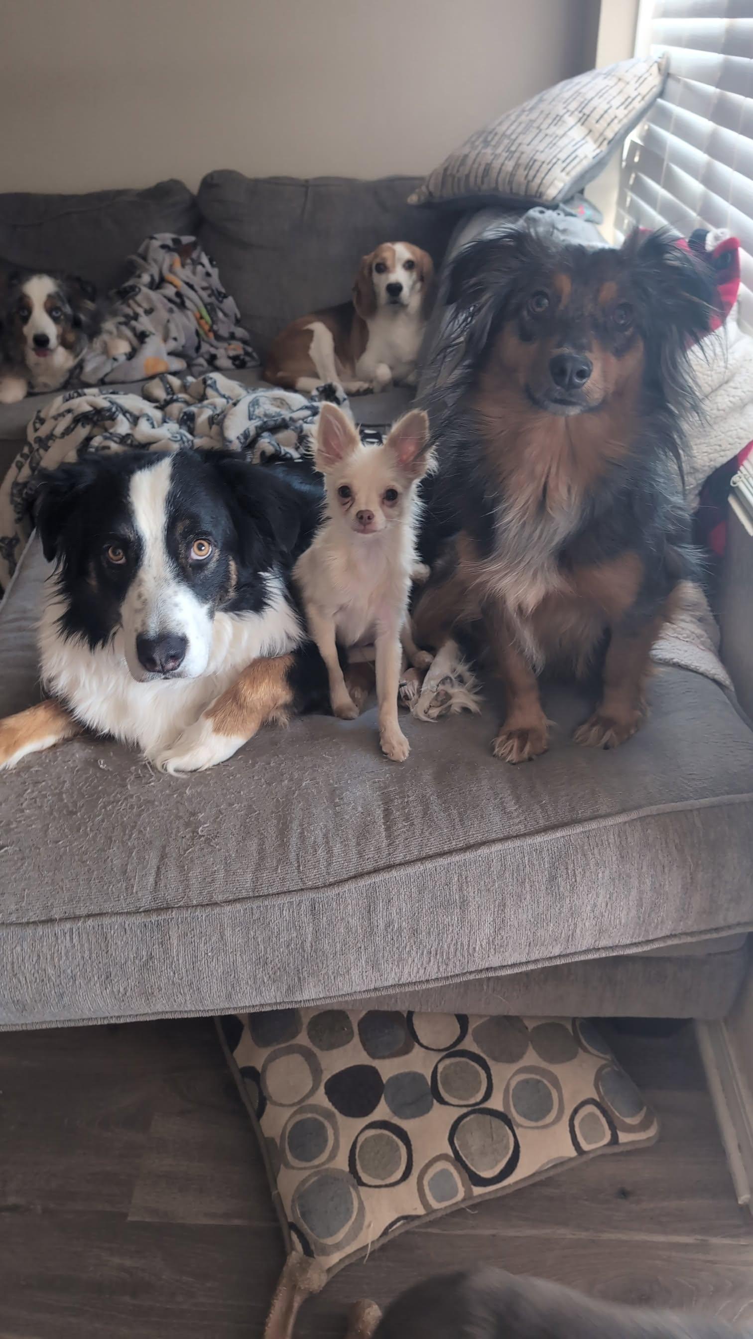 **DEXTER *Please read bio below, a Adoptable mixed breed in Peralta, NM image 2/5