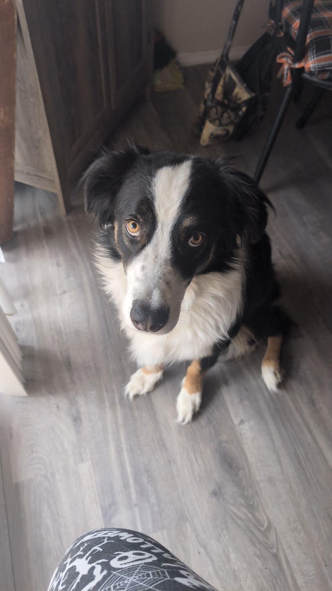 **DEXTER, Adult Male unknown
