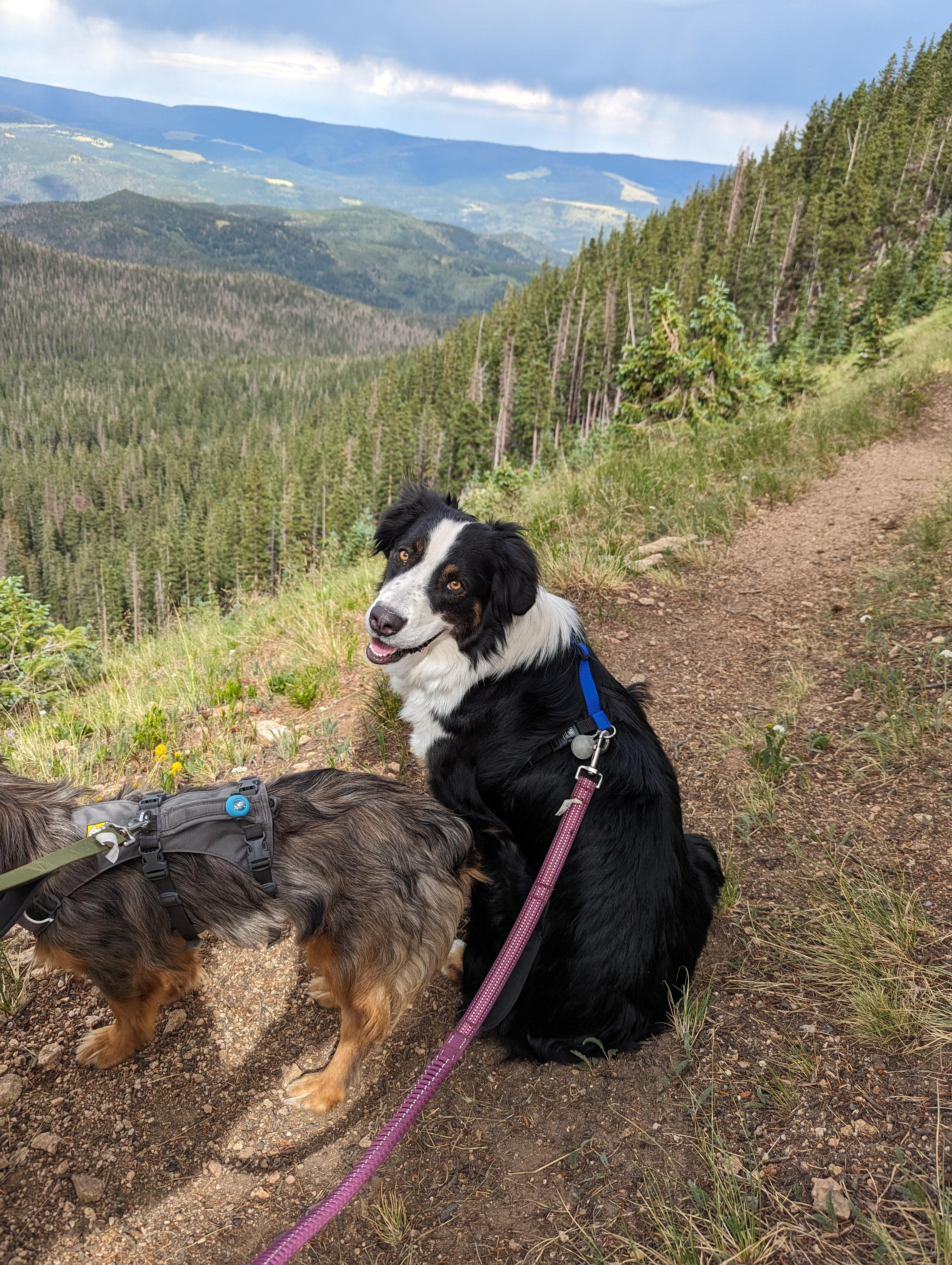 **DEXTER *Please read bio below, a Adoptable mixed breed in Peralta, NM image 4/5