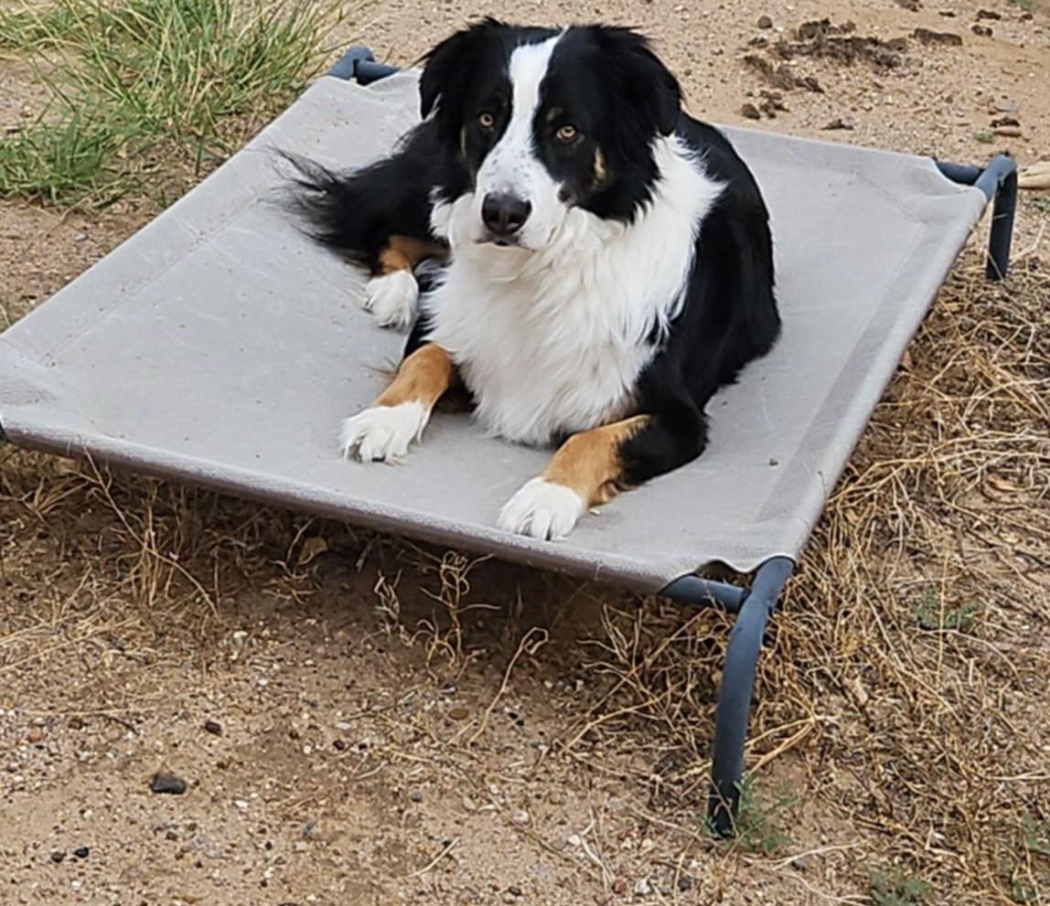 **DEXTER *Please read bio below, a Adoptable mixed breed in Peralta, NM image 5/5