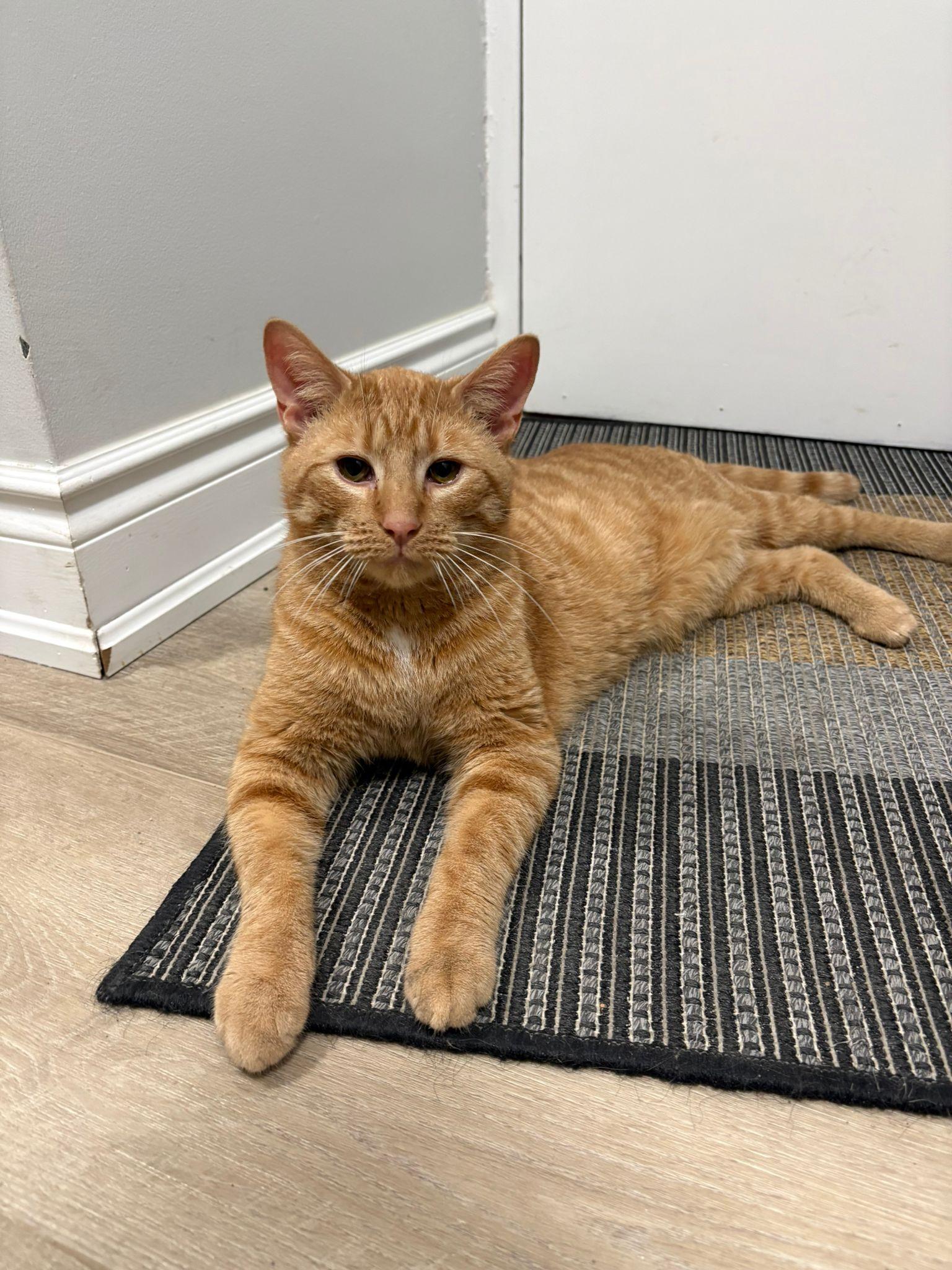 Enlarge Squeak , an adopted Domestic Short Hair in Cambridge, ON image 4/5