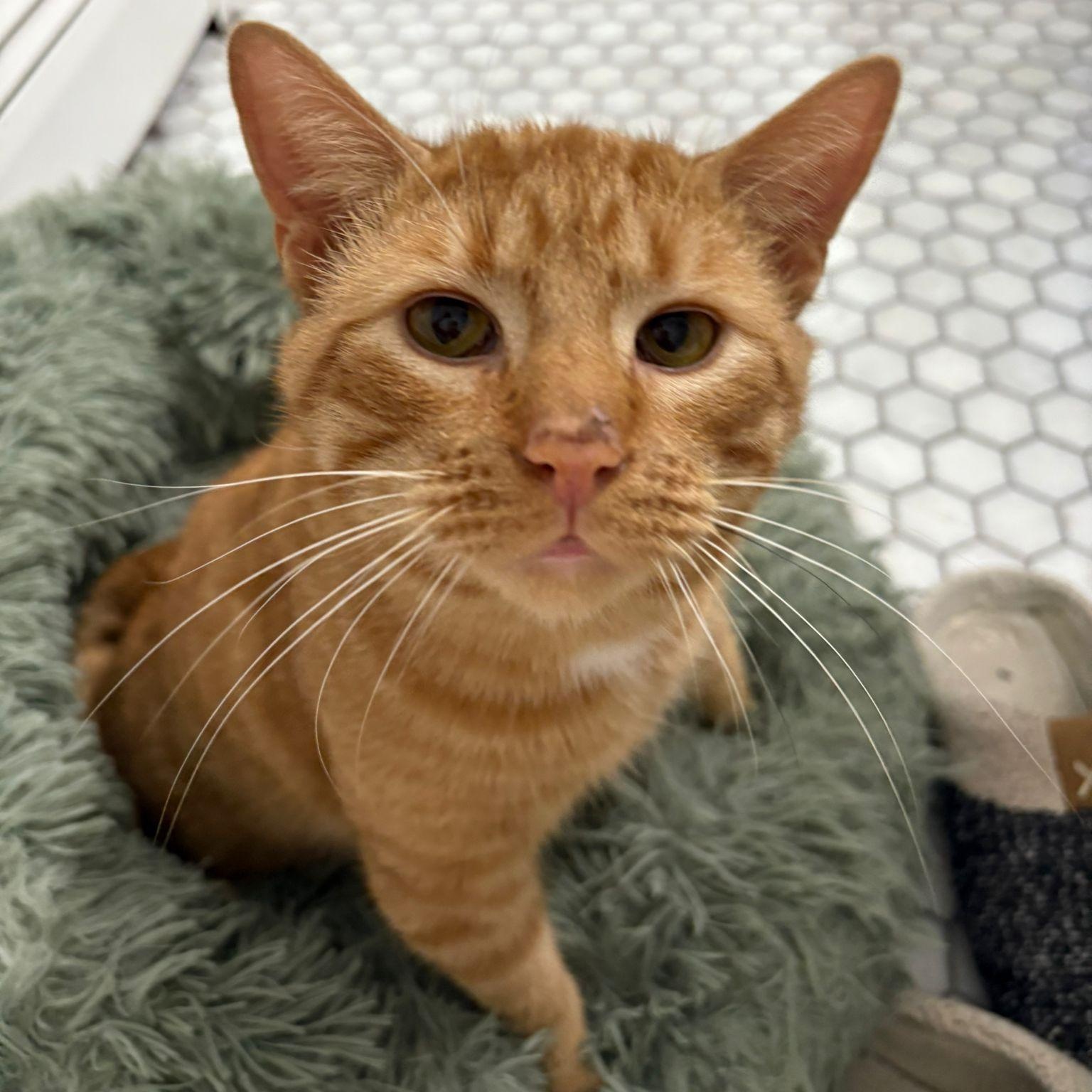 Enlarge Squeak , an adopted Domestic Short Hair in Cambridge, ON image 2/5