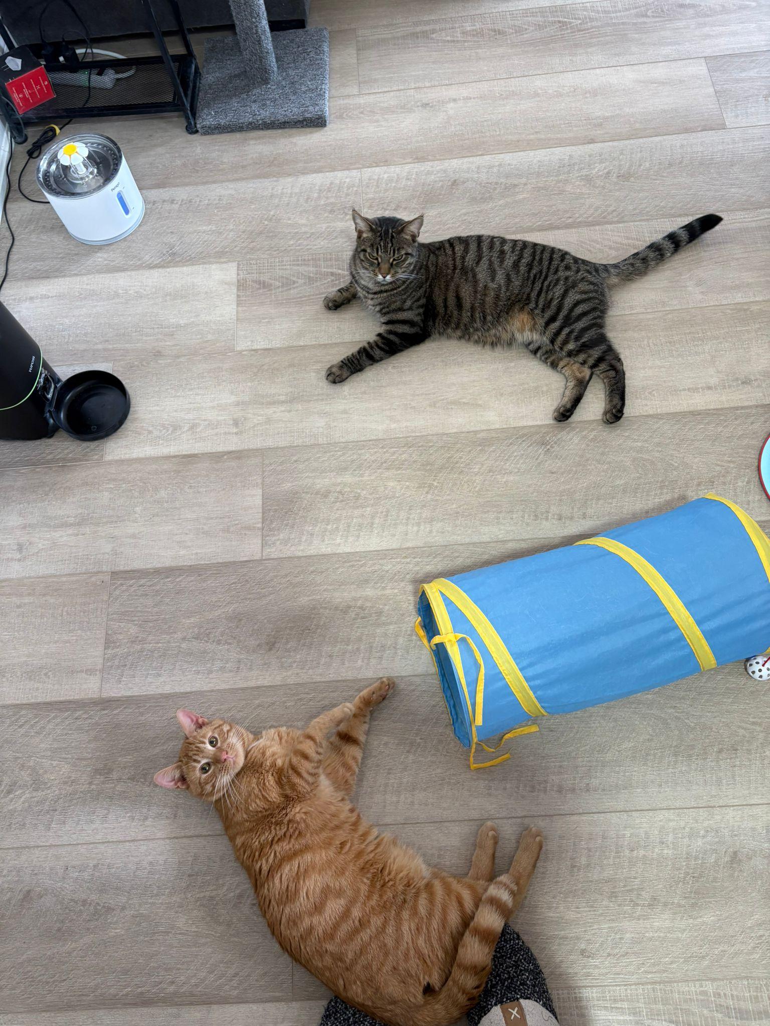 Enlarge Squeak , an adopted Domestic Short Hair in Cambridge, ON image 3/5