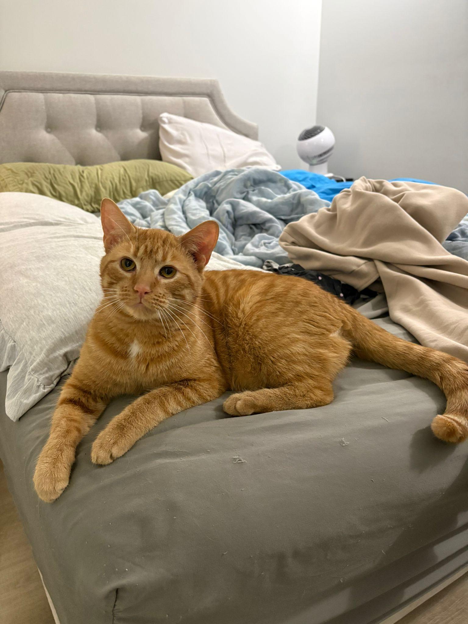 Enlarge Squeak , an adopted Domestic Short Hair in Cambridge, ON image 5/5