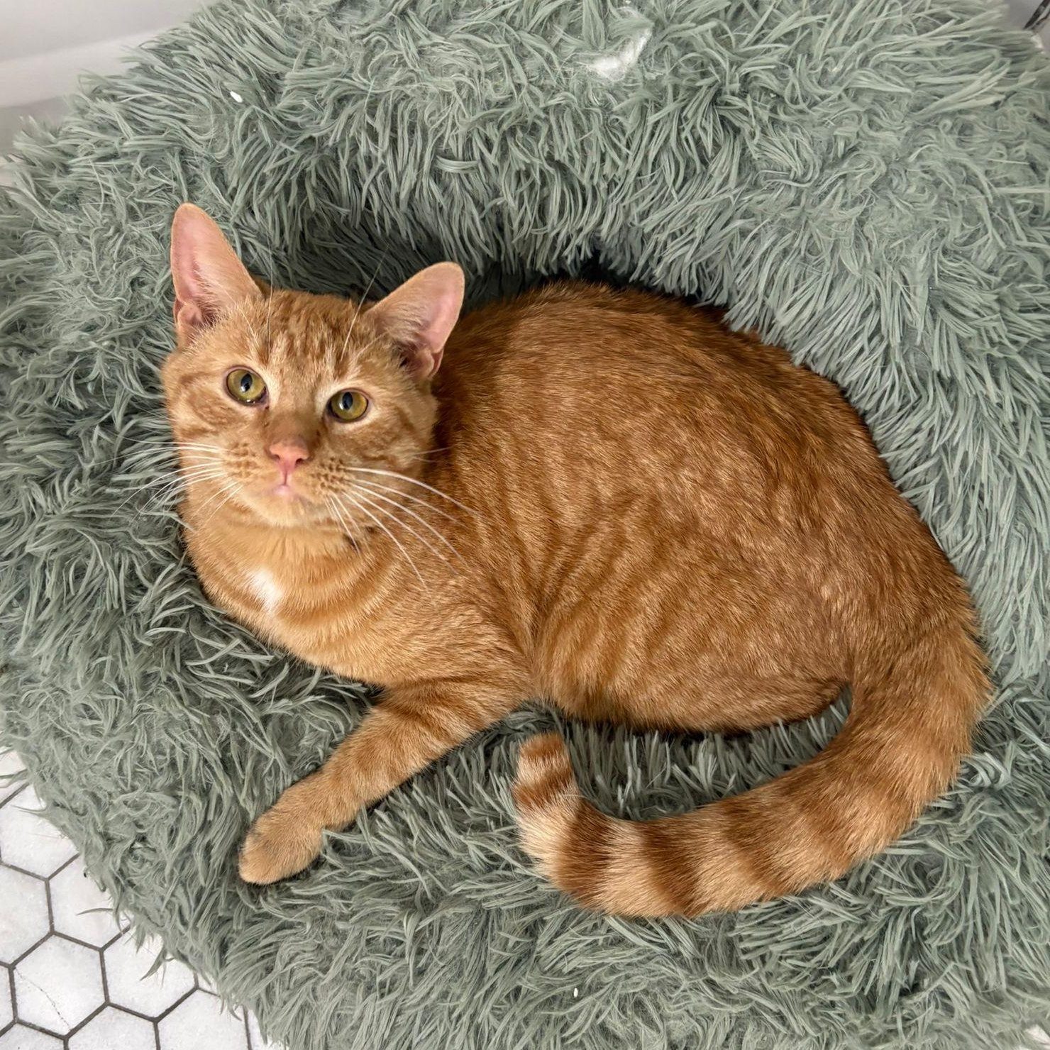 Enlarge Squeak , an adopted Domestic Short Hair in Cambridge, ON image 1/5