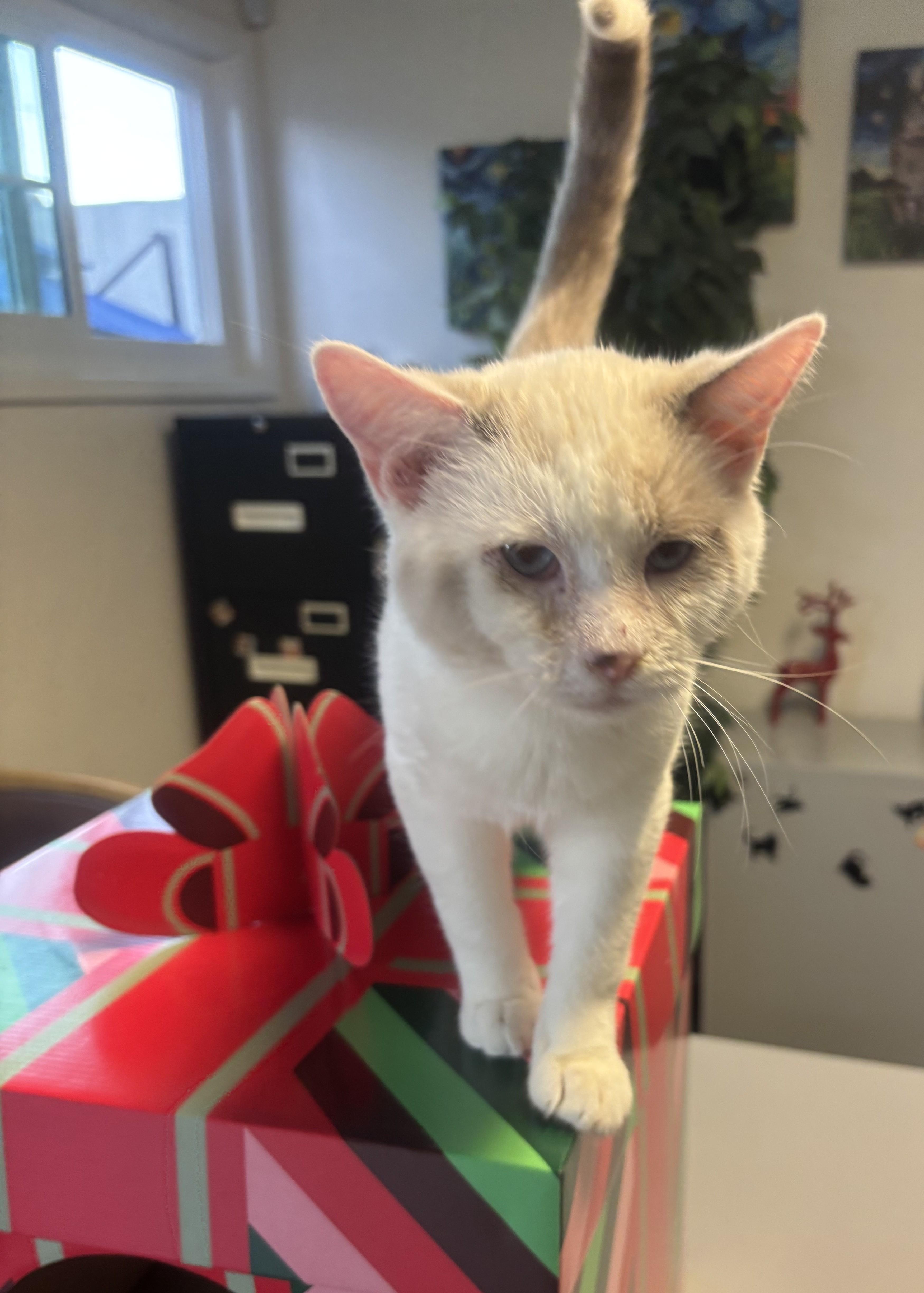 Enlarge Derrick, an adopted Siamese in Whittier, CA image 1/5