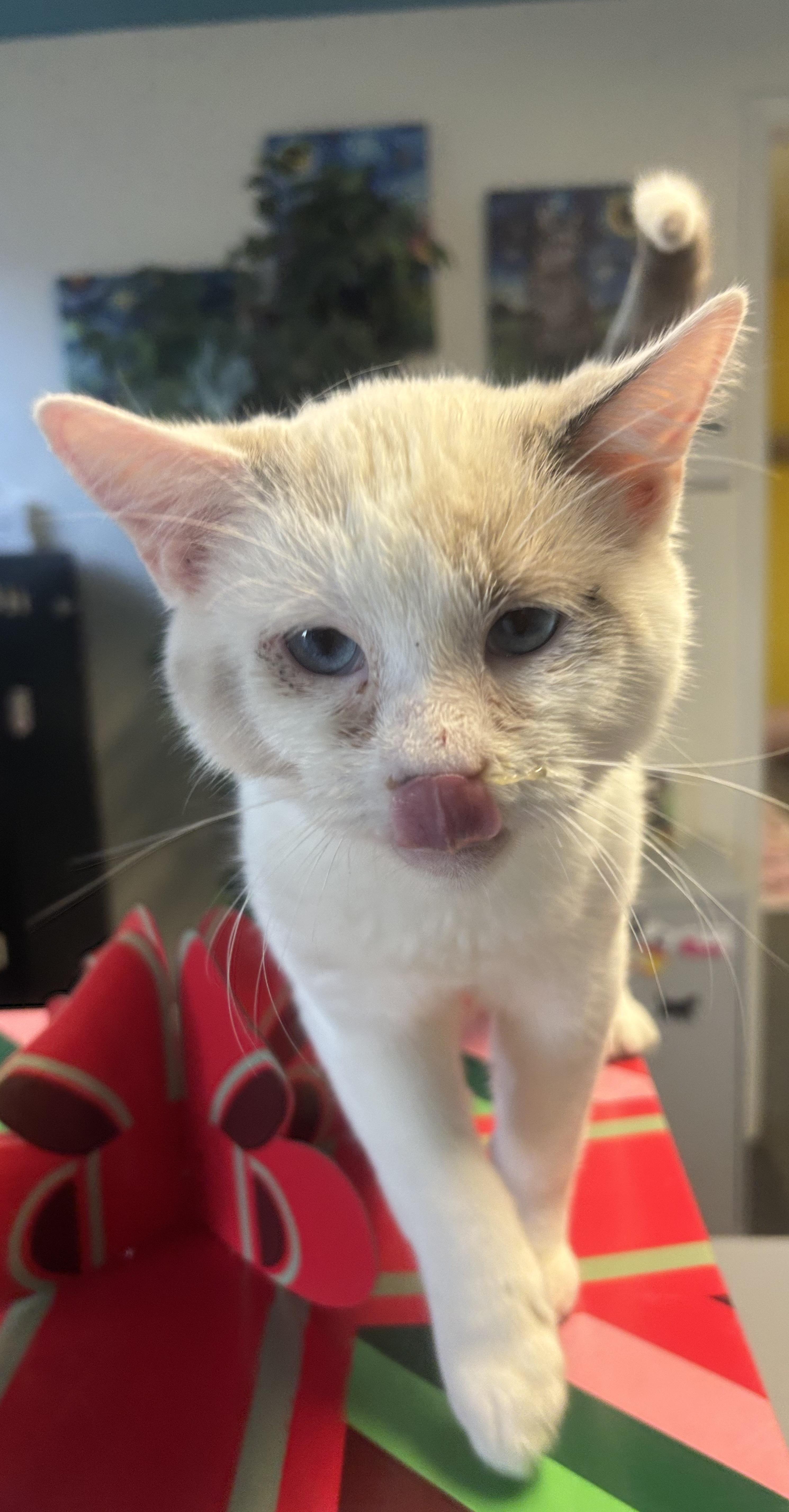 Enlarge Derrick, an adopted Siamese in Whittier, CA image 3/5