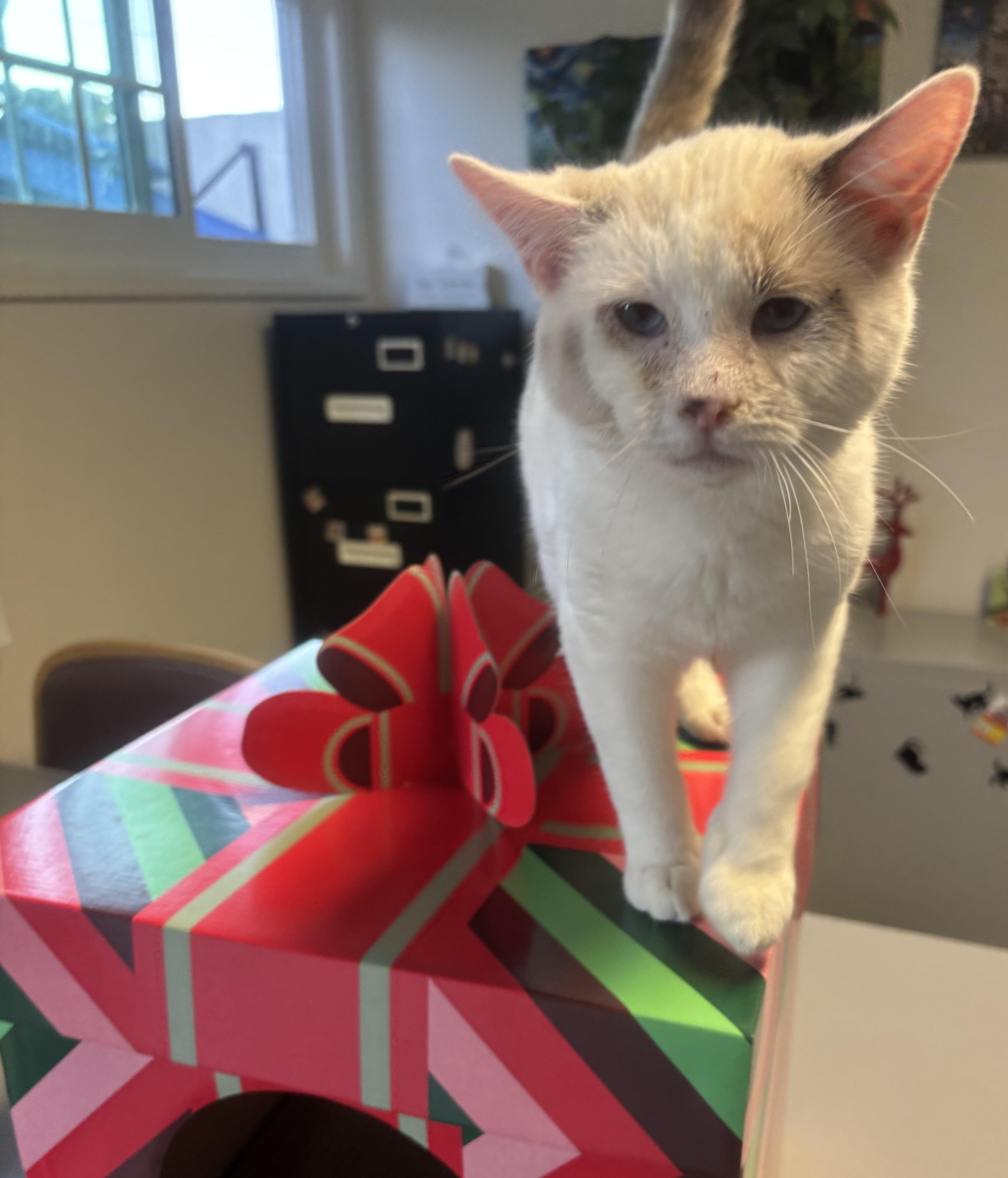 Enlarge Derrick, an adopted Siamese in Whittier, CA image 4/5