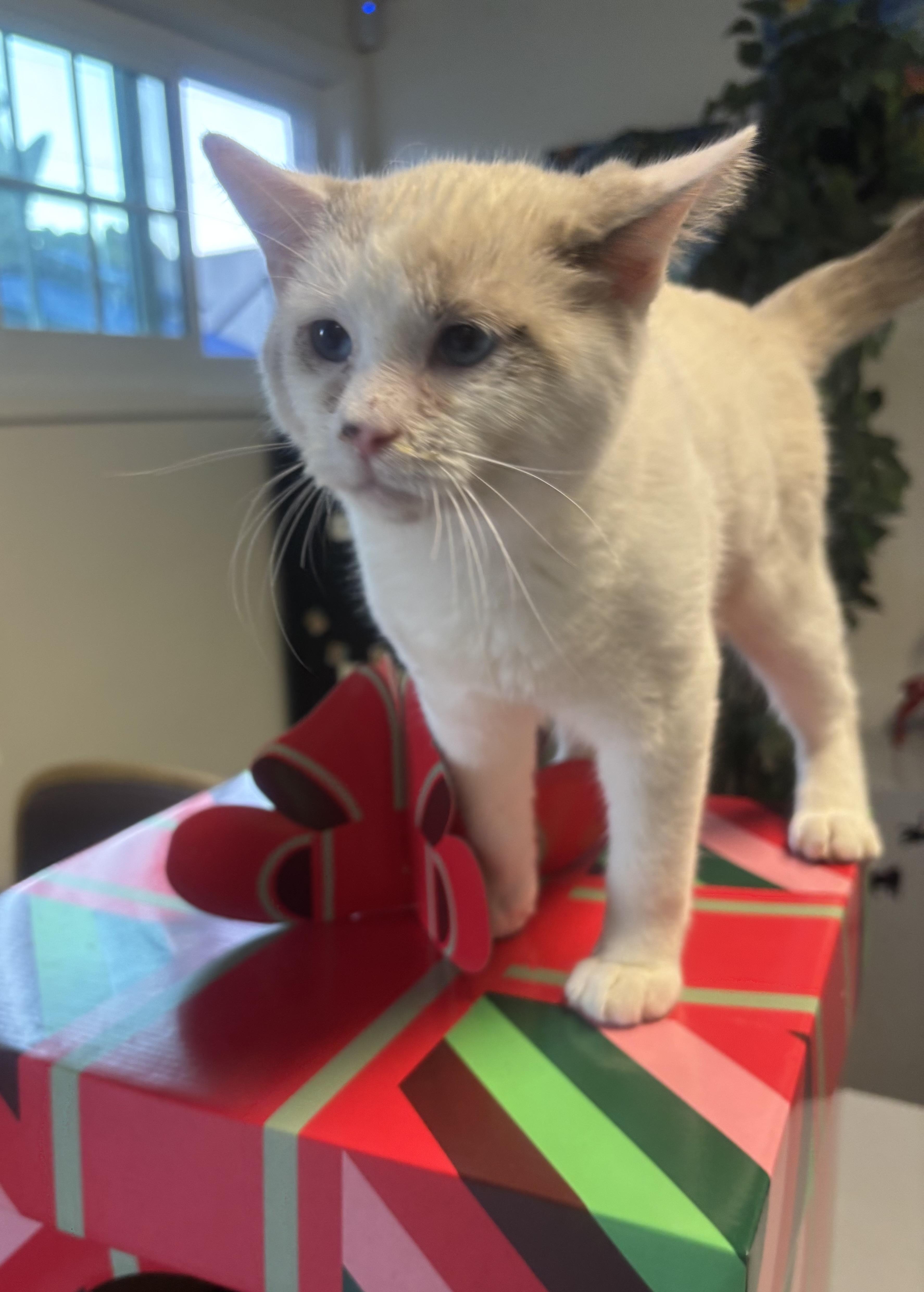 Enlarge Derrick, an adopted Siamese in Whittier, CA image 2/5