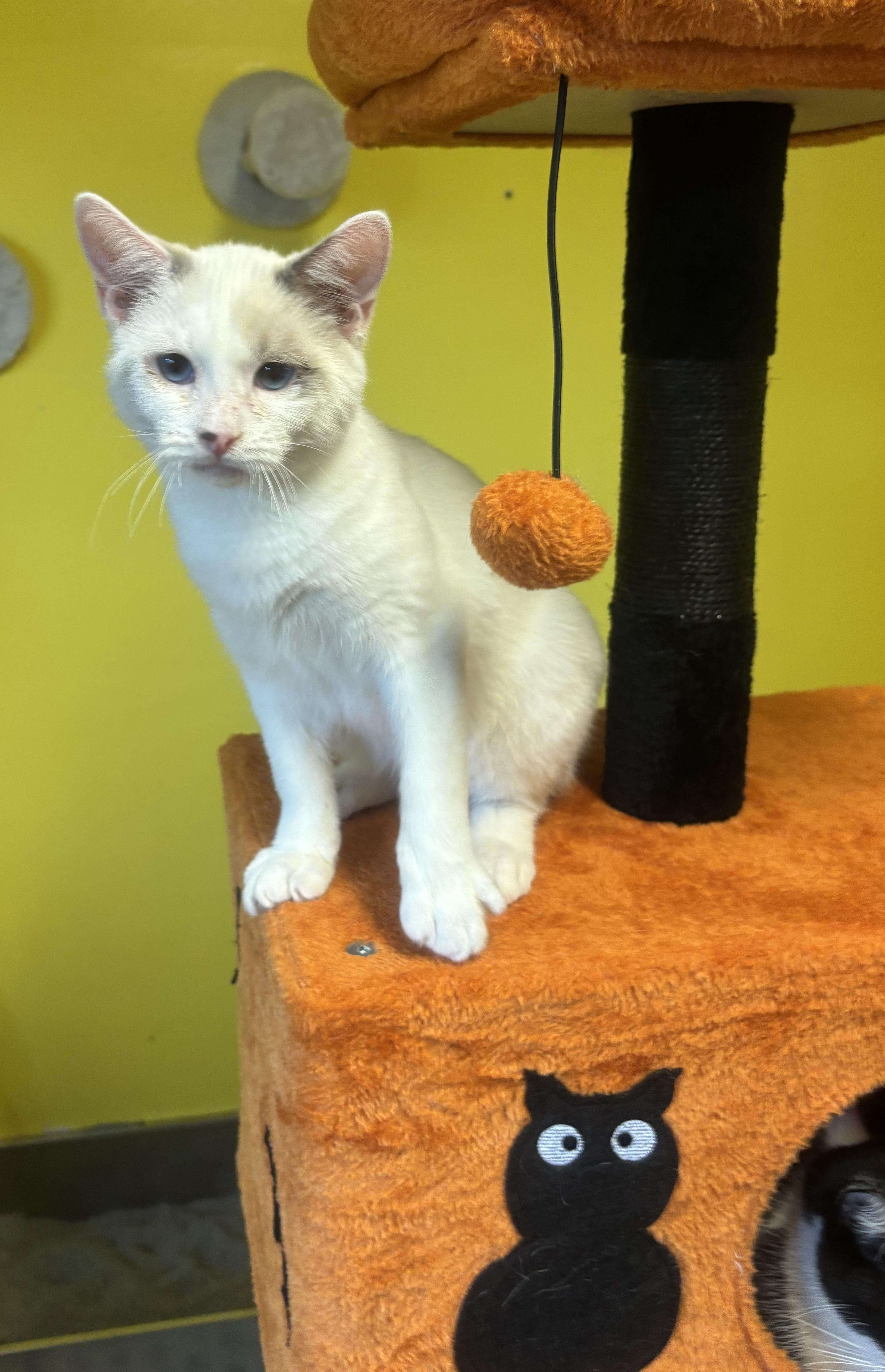 Enlarge Derrick, an adopted Siamese in Whittier, CA image 5/5