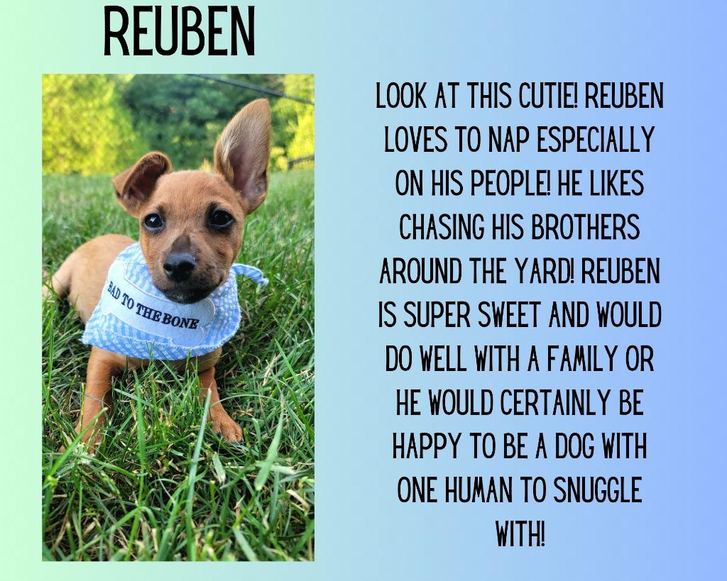 Enlarge Taco now Reuben, a Adopted Chihuahua in Johnston, IA image 1/1