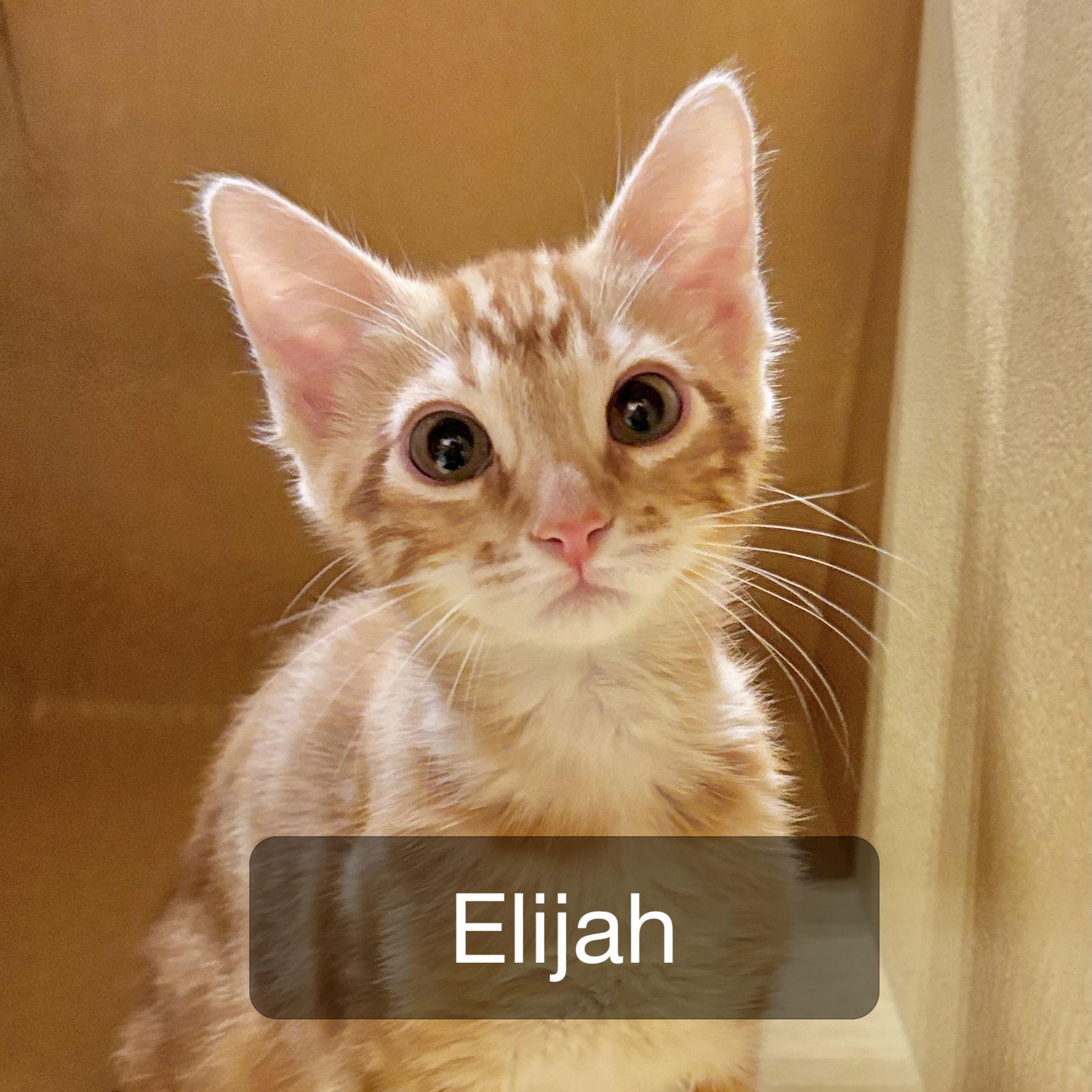 Elijah, Adopted, Kitten Male Domestic Short Hair.