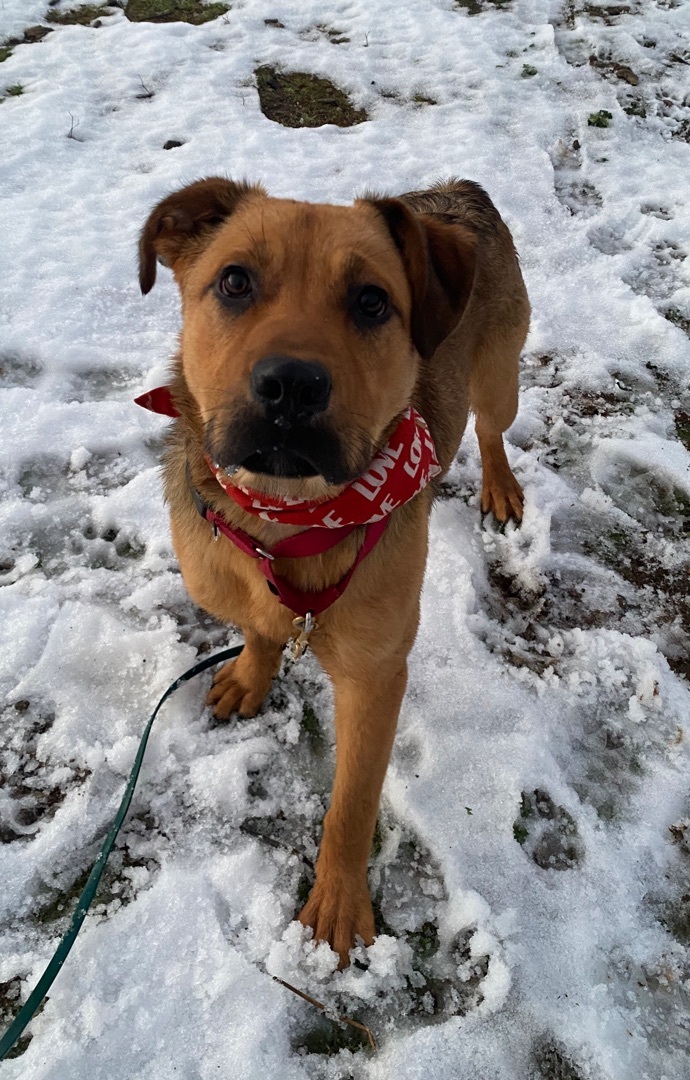 Awesome Mr. wiggles puppy photo 2